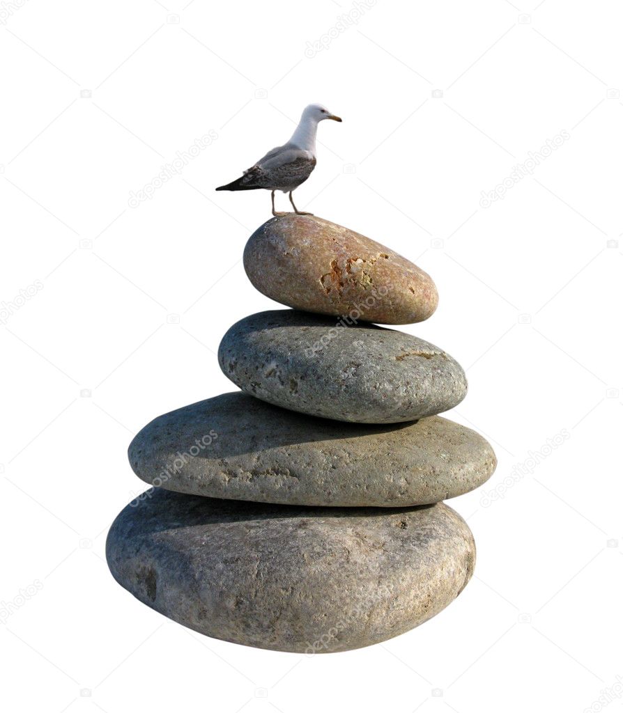 Seagull on stones