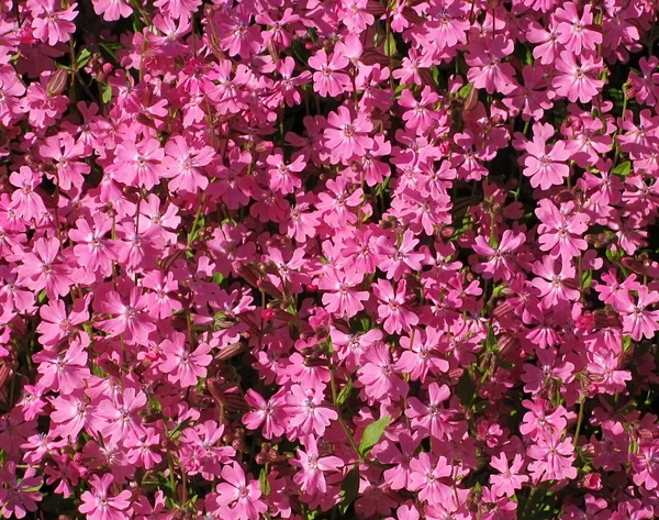 Blommor bakgrund — Stockfoto