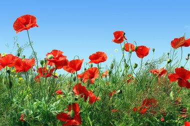 Poppies clipart