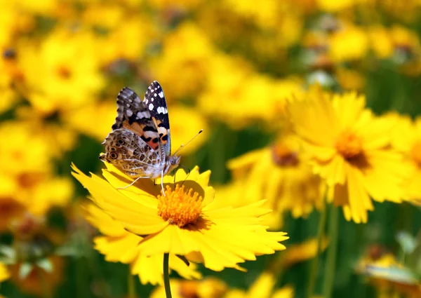 Butterfly on flower — Stock Photo, Image
