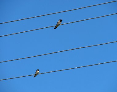 Two swallows clipart