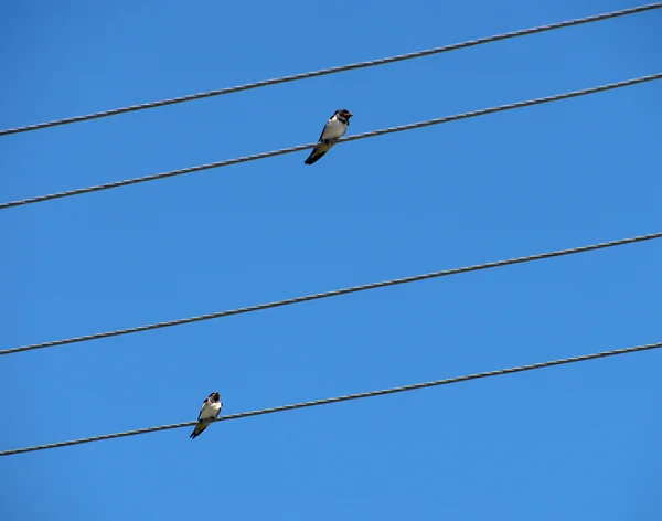 Two swallows — Stock Photo, Image