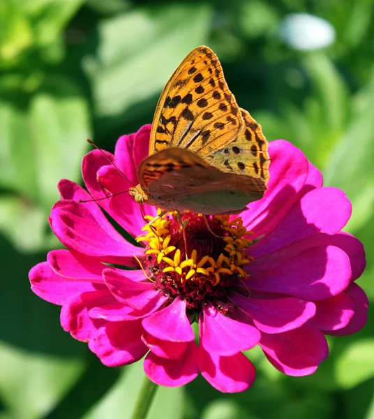 Papillon sur fleur — Photo