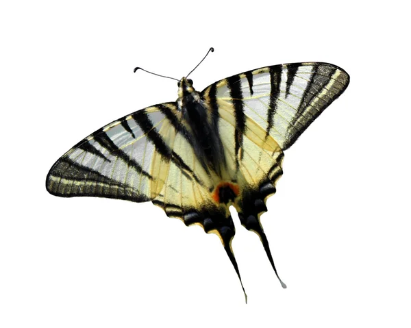 Scarce Swallowtail — Stock Photo, Image