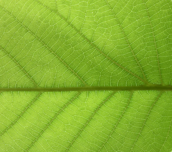 Listy ořechového stromu — Stock fotografie