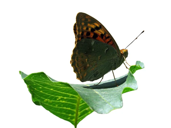 Butterfly on leaf — Stock Photo, Image
