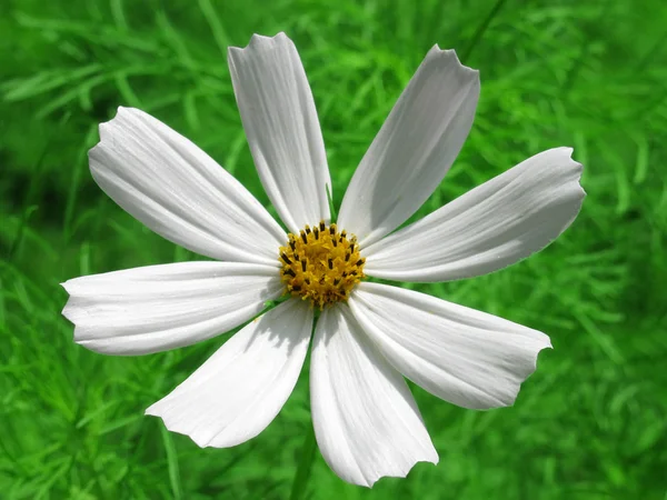 Kwiat biały (kosmos) — Zdjęcie stockowe