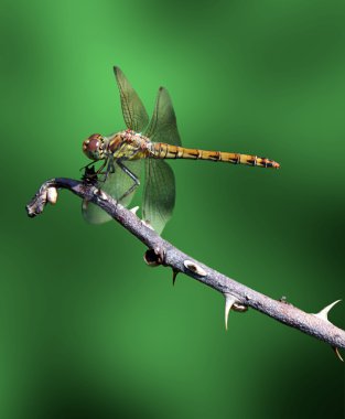 Dragonfly clipart