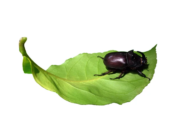Escarabajo en la hoja —  Fotos de Stock