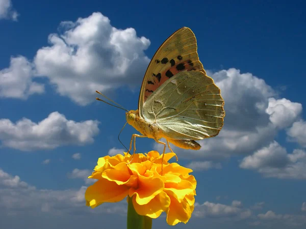 Butterfly over sky — Stock Photo, Image