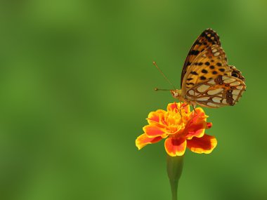Butterfly on flower clipart