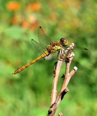 Dragonfly on a reed clipart