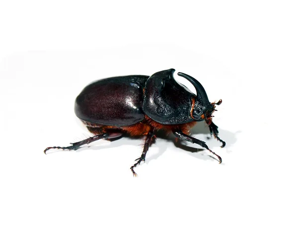 Unicorn beetle — Stock Photo, Image
