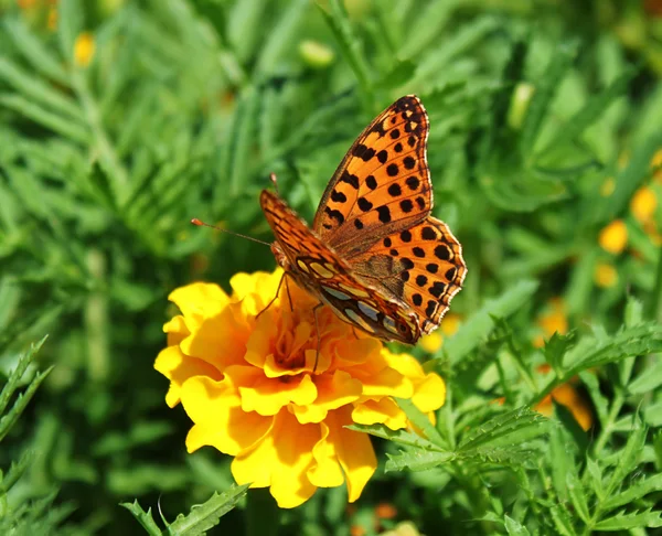 Schmetterling mit geöffneten Flügeln — Stockfoto