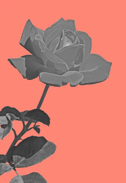 Black and white rose — Stock Photo, Image
