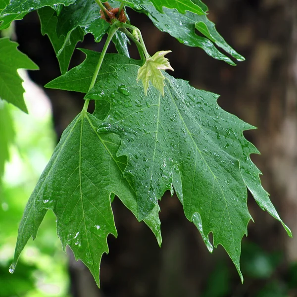 stock image Rain-drops