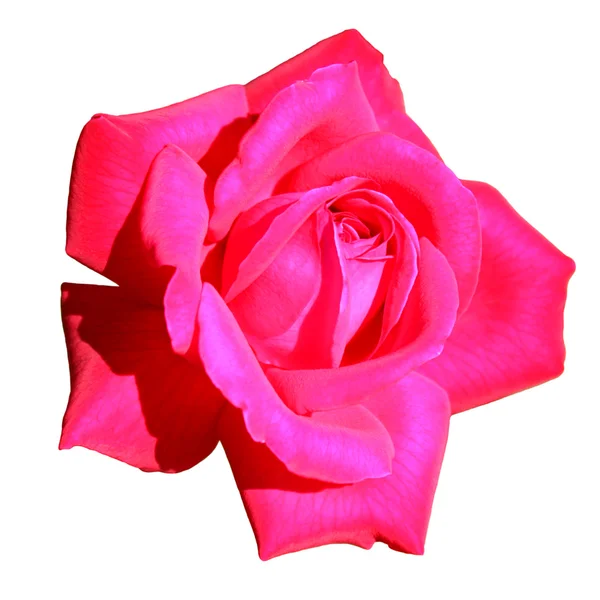Rød rose knop - Stock-foto