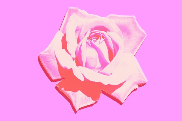 Shape of rose — Stock Photo, Image