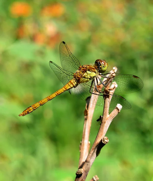 Dragonfly op een riet — Stockfoto