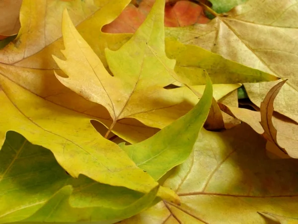 stock image Colors of autumn