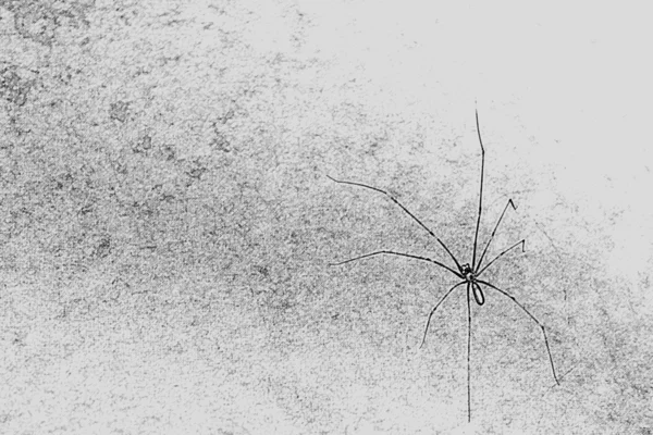 Bosquejo: araña — Foto de Stock