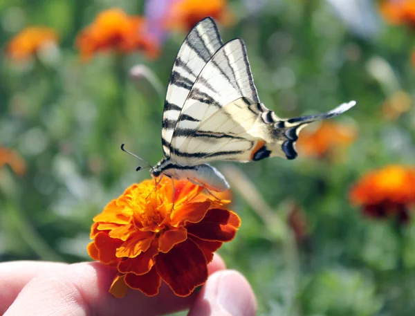 Mão segurando flor com borboleta — Fotografia de Stock