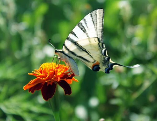 Kadife çiçeği üzerinde Kelebek — Stok fotoğraf
