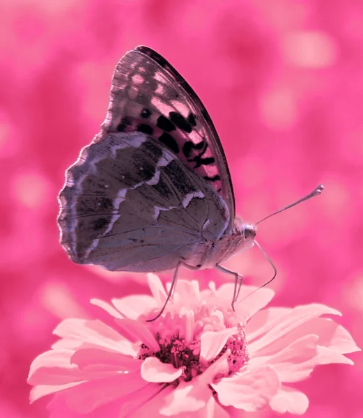 百日草上的蝴蝶 — 图库照片