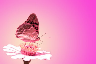 Butterfly on flower clipart