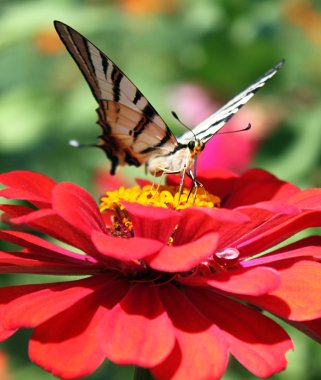 Butterfly on flower clipart