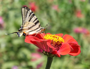 Zinnia üzerinde Kelebek