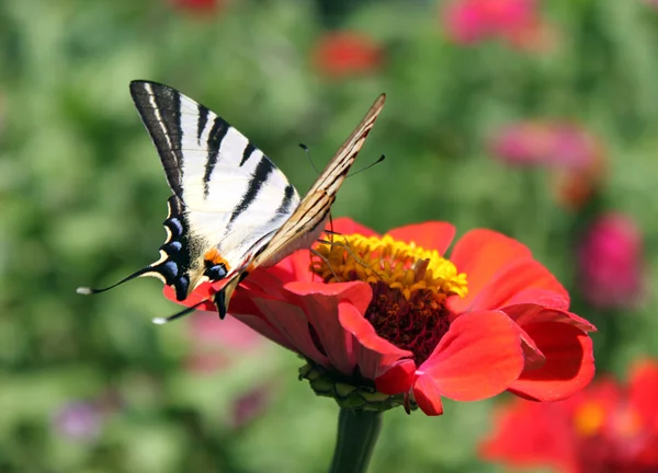 Schmetterling mit geöffneten Flügeln — Stockfoto