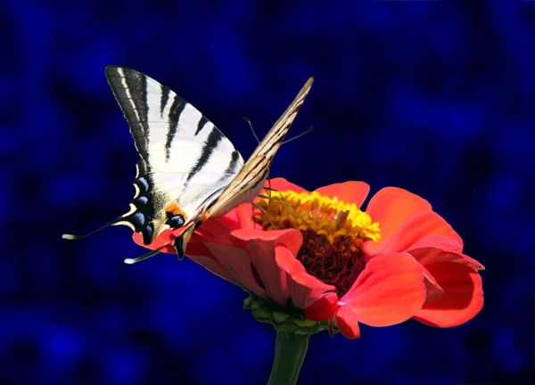 Schmetterling auf Zinnie — Stockfoto