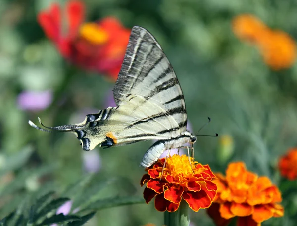 Pillangó a körömvirág — Stock Fotó