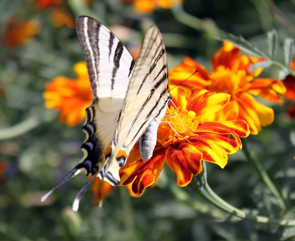 Mariposa sobre caléndula —  Fotos de Stock