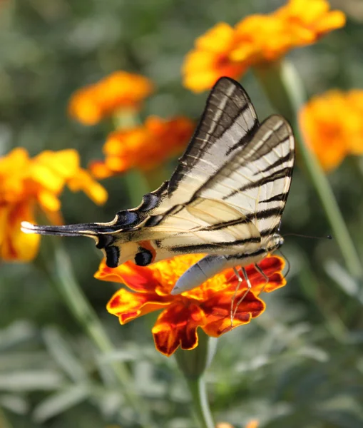 Mariposa (cola de golondrina escasa) ) —  Fotos de Stock