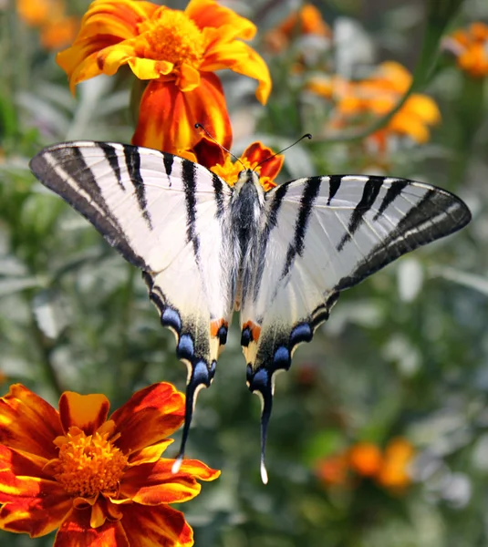 फुलपाखरू (सर्से स्वॉलोटेल ) — स्टॉक फोटो, इमेज