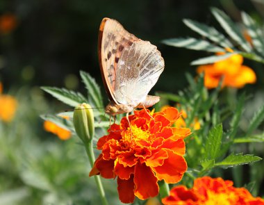 Gümüş yıkadım fritillary