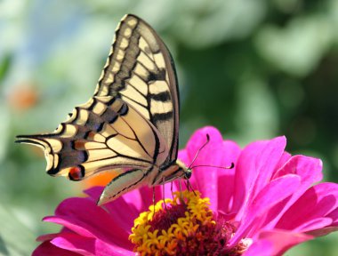 Papilio Machaon clipart