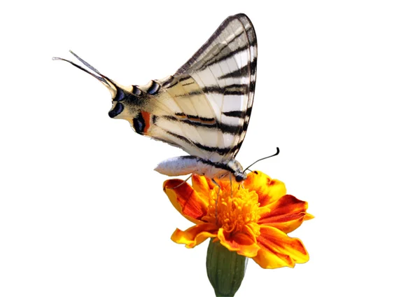 Бабочка на цветке — стоковое фото