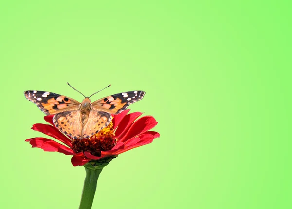 Motyl na kwiat — Zdjęcie stockowe