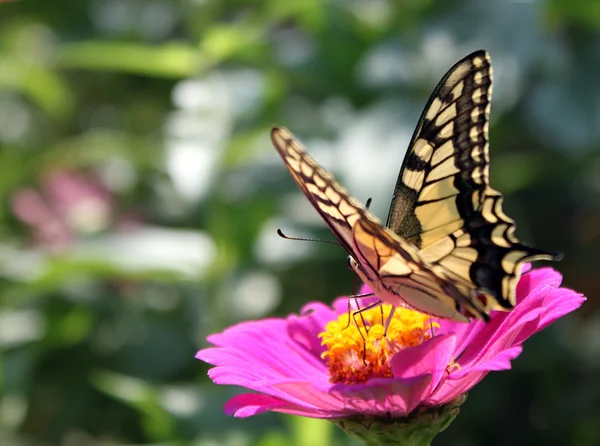 Fluture cu aripi deschise — Fotografie, imagine de stoc