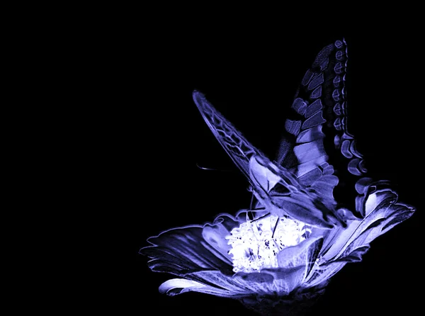 Papillon sur fleur (couleur bleue ) — Photo