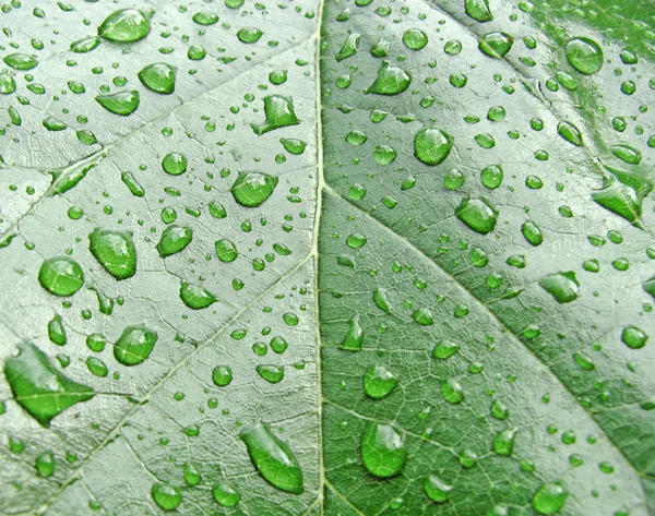 雨滴の葉 — ストック写真