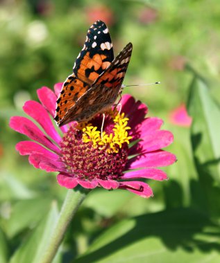 Butterfly on flower clipart