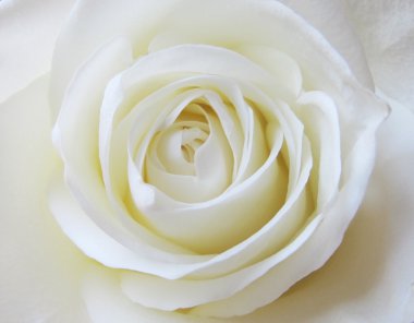 White rose clipart