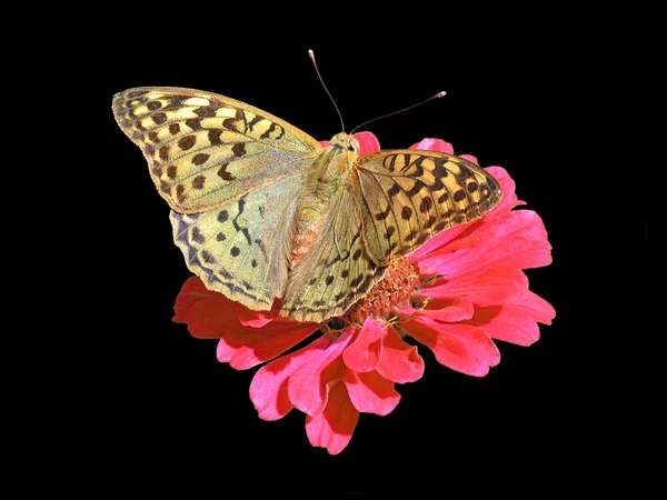 Butterfly pada bunga — Stok Foto