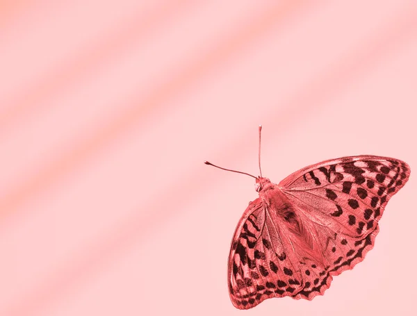 Background with butterfly — Stock Photo, Image