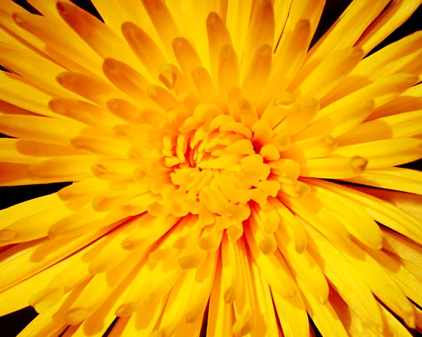 Beautiful dahlia — Stock Photo, Image