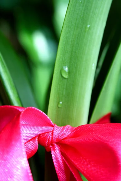 Цветок, завязанный красной лентой — стоковое фото